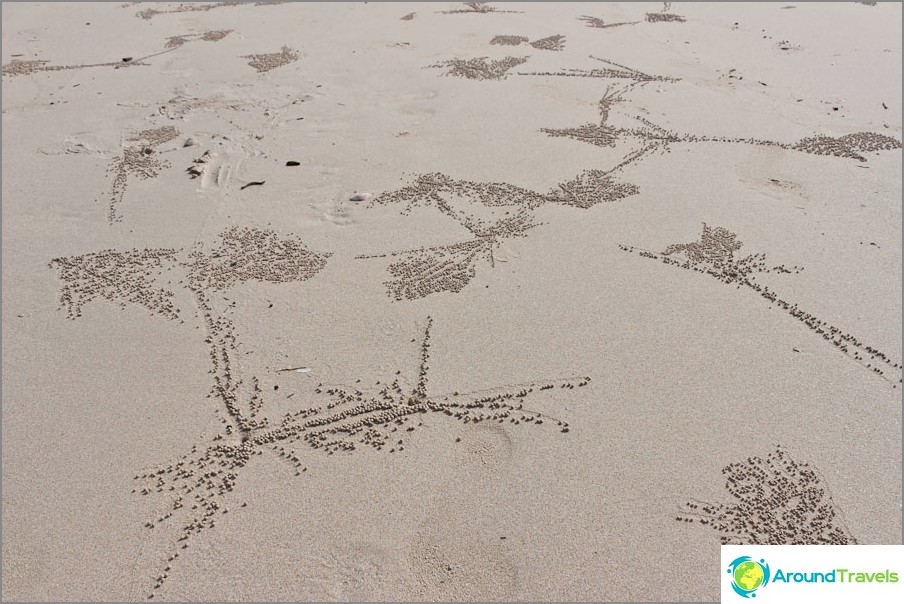 Drawings in the sand from marine life