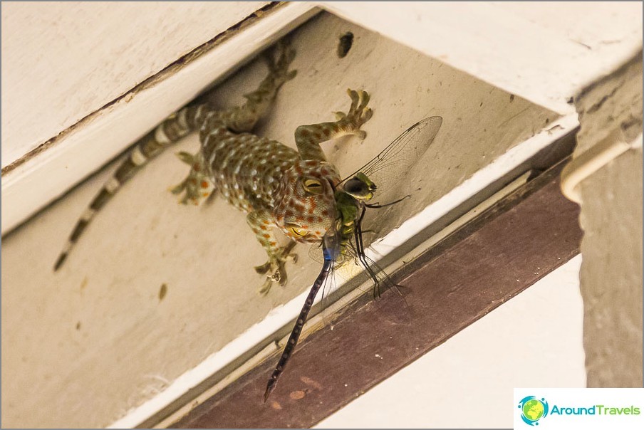 Gecko mangeant une libellule