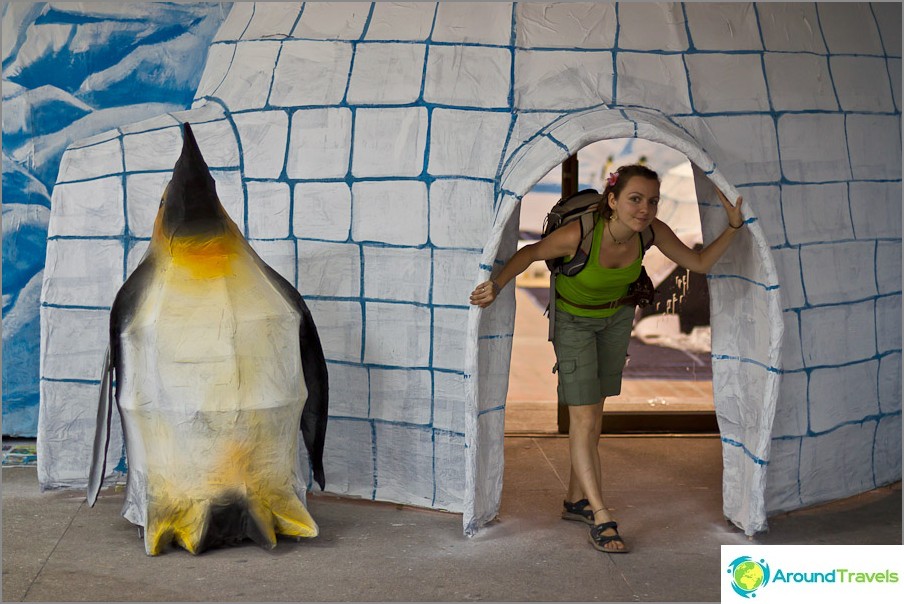 ペンギンの氷の住居の準備ができて