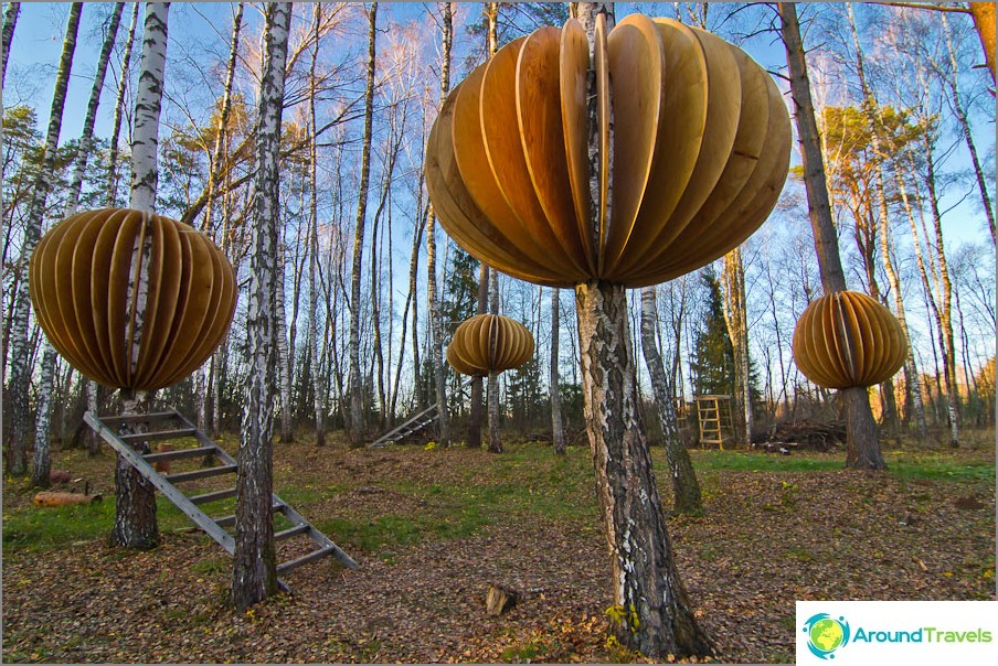 Wooden mushrooms on birches