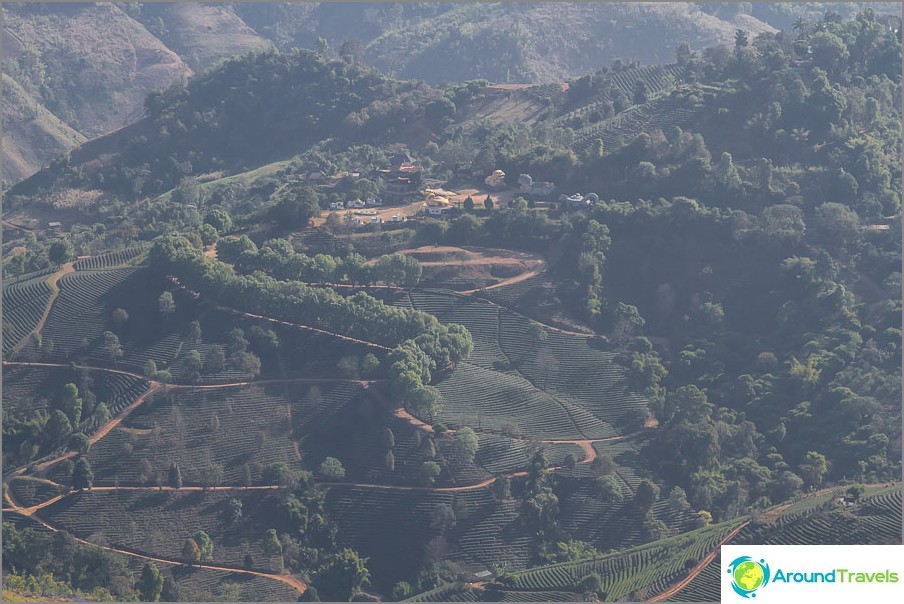 Continuous tea plantations