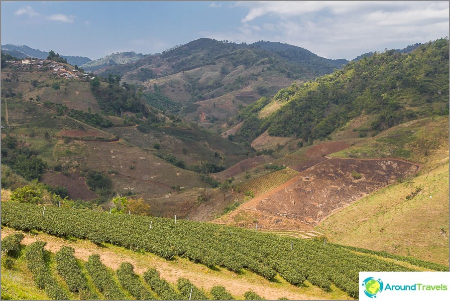 Mountain valley at Mae Salong