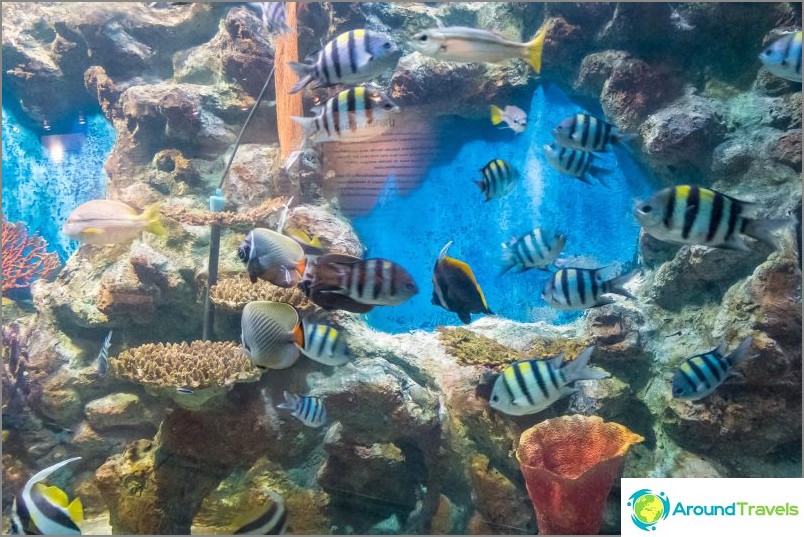 Phuket Oceanarium - وهو بالأحرى حوض ممل