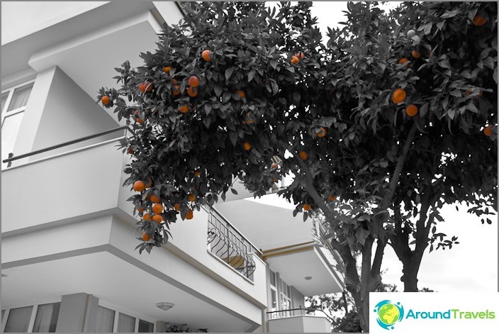 Città di Kemer. Alberi di arancio.