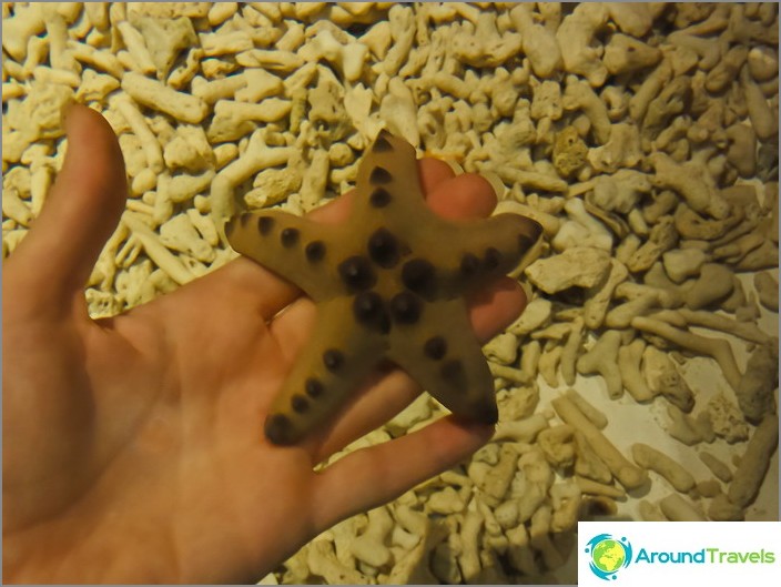 Starfish covers hand