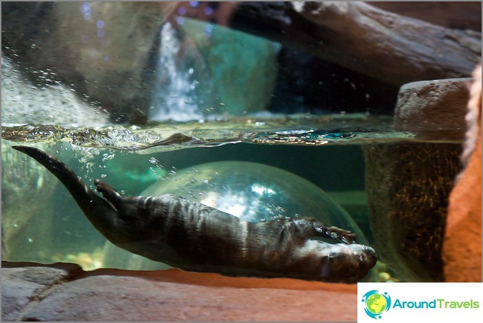 Amazing otter acrobats