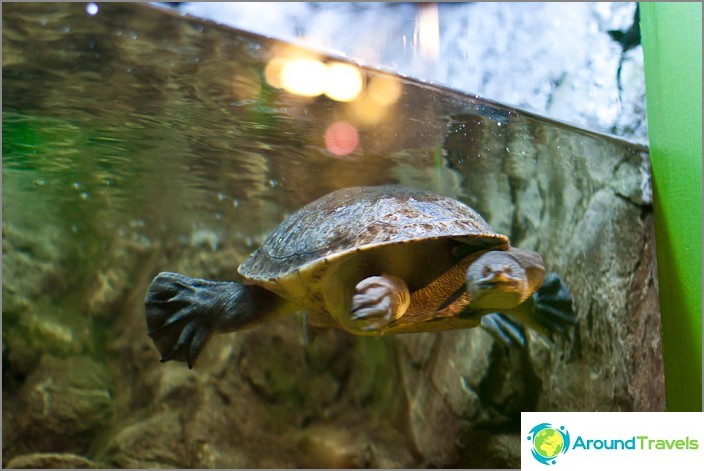 Long-necked turtle with a snake-muzzle