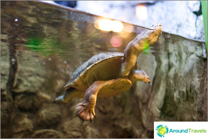 Long-necked turtle in its wondrous dance