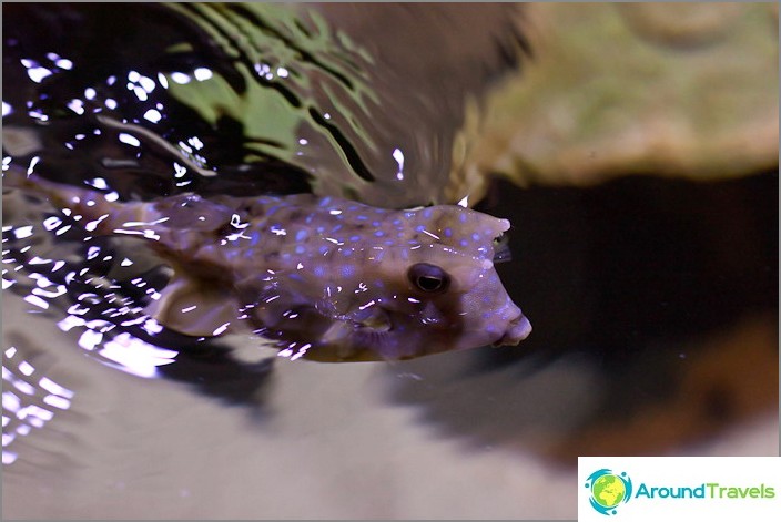 Lustiger Fisch mit großen Augen