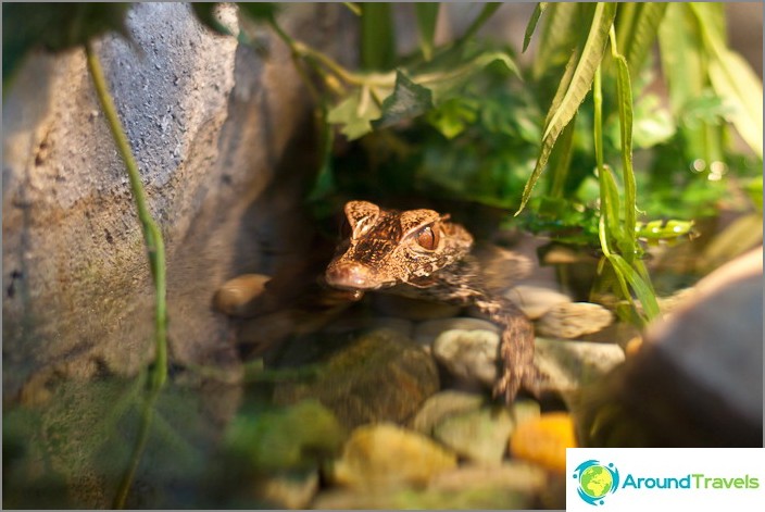 Um dos menores crocodilos, como a placa dizia