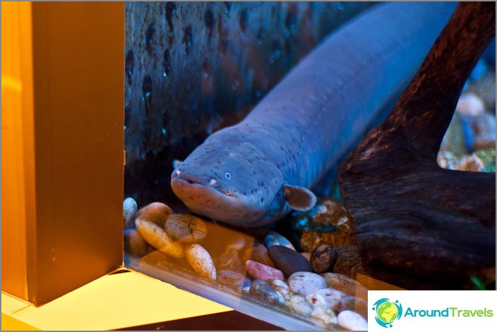 Eel, just a cyanotic eel