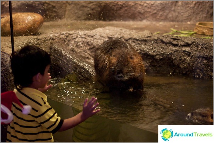 Animals in the Oceanarium are different