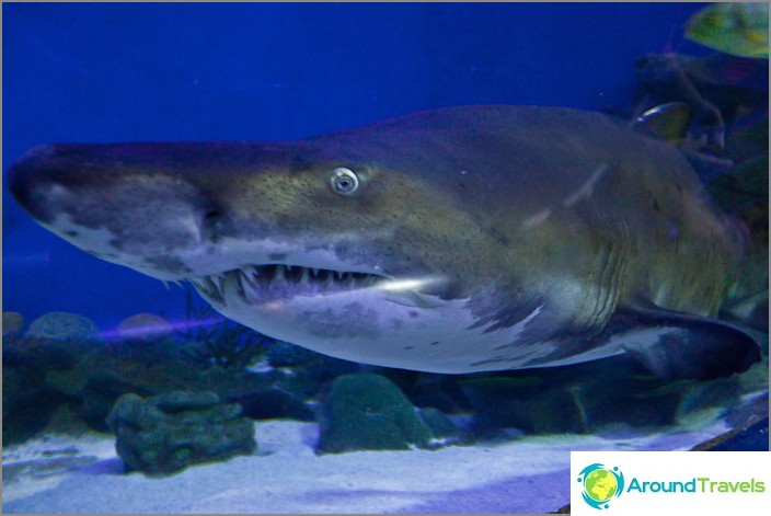 Kiefer im Kuala Lumpur Aquarium