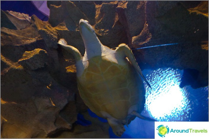 クアラルンプール水族館のゾウガメ