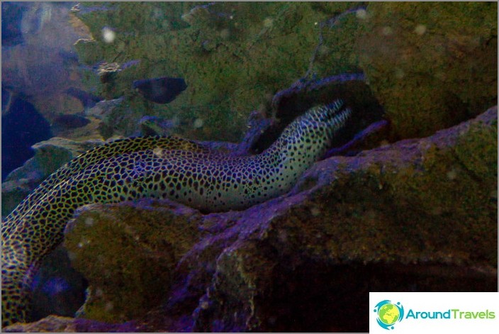 Moray eel at the Kuala Lumpur Oceanarium