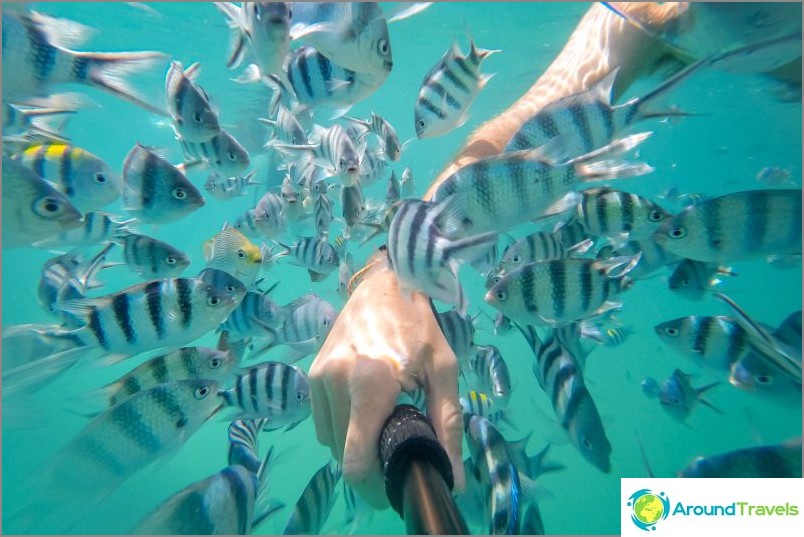 O peixe mais interessante